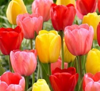 Garden State Bulb Co. Red and Yellow Mixed Tulip and Daffodil Bulbs 4 Count / Purple Sensation Allium Bulbs 3 Count / Assorted New