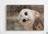 IDEA4WALL Bird "Curious Owl Looking (Tyto Albahead) Head Close Up" Canvas, 24" x 36" New In Box $99