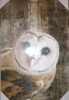 IDEA4WALL Bird "Curious Owl Looking (Tyto Albahead) Head Close Up" Canvas, 24" x 36" New In Box $99 - 2