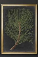 Corrigan Studio&reg; Drwdrop Maple I - Premium Framed Print Ready to Hang Canvas, 12" x 20" New In Box $99