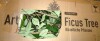Primrue 7Ft Tall Artificial Ficus Tree With Straight Trunk, Lush Green Leaves, Faux Potted Plant In White Pot, For Indoor Outdoor Home Office Living Room Patio Decor New In Box $399 - 2