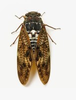 Gracie Oaks "Large Brown Cicada" 24" H x 36" W, New In Box $199