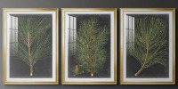 Hokku Designs Dramatic Pine I -Custom Framed Premium Print W Matt - 3 Pieces, 24" x 36" New In Box $399