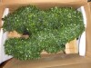 Primrue Artificial Boxwood Topiary in Pot New In Box $199 - 2