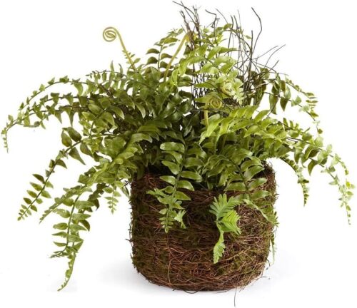 Napa Home & Garden Boston Fern Rustic Drop-in 12" Green New In Box $99