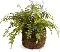 Napa Home & Garden Boston Fern Rustic Drop-in 12" Green New In Box $99