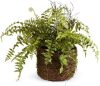 Napa Home & Garden Boston Fern Rustic Drop-in 12" Green New In Box $99