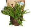 Napa Home & Garden Boston Fern Rustic Drop-in 12" Green New In Box $99 - 2
