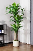 Primrue Adcock 6 ft. Artificial Dracaena Tree in White Planter, Lifelike Fake Plant for Indoor and Outdoor D&eacute;cor New In Box $299