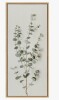 Lark Manor&trade; Eucalyptus Botanical I by The Creative Bunch Studio Framed Canvas Wall Art Print, 18" x 40" New In Box $199