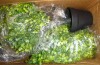 Primrue Guttenberg Faux Boxwood Topiary in Pot New In Box $199 - 2