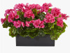 National Tree Company 15" Artificial Peony Flower in Square Pot Fuchsia - National Tree Company / Red Barrel Studio&reg; Geranium Silk Plant in Rectangular Planter, UV Resistant (Indoor/Outdoor)new Shelf Pull Assorted $99 - 2