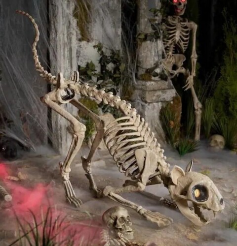 Home Accents Halloween 5 Ft. Long Grave & Bones LED Skelly'S Cat New in Box $199