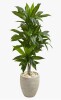 Nearly Natural 48" H Foliage Plant in Ceramic Planter New In Box $299
