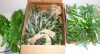 Nearly NaturalIndoor 32 Purple Heart Evergreen Hanging Artificial Plant (Set of 2) / August Grove&reg; 2 Pack 24 Inch Farmhouse Artificial Olive Branch Tear Drop Wreaths, Faux Greenery Swag with Burlap Bow for Front Door, Porch Railings, and Indoor Wall Decor - 3