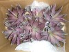 Williston Forge 12'' Faux Aloe Succulent in Solid Wood Planter New In Box $299 - 2