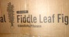 AllModern Adarna 7ft. Artificial Fiddle Leaf Fig Tree with Realistic Leaves and Natural Trunk, Potted Tree New In Box $299 - 2