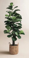 Primrue 6 ft. Artificial Fiddle Leaf Fig Tree - Realistic Leaf Faux Plant in Pot for Home & Office Decor New In Box $299