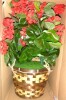 Primrue Geranium Hanging Basket UV Resistant (Indoor/Outdoor) New In Box $199 - 2