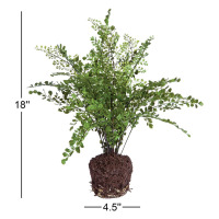 Birch Lane&trade; Queensland 18'' Faux Maidenhair / Red Barrel Studio&reg; 2 Pcs Arched Floral Artificial Flower Centerpiece For Wedding Decoration New In Box Assorted $299