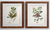 Red Barrel Studio&reg; "Antique Bird, Botanical And Egg I" 2 - Pieces Painting Print (Set of 2), 24" x 36" $199