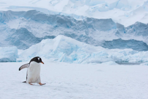 Highland Dunes Gentoo Penguin Walking in Snow in Antarctica Canvas by Elmvilla, 24" x 36" New In Box $199
