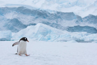 Highland Dunes Gentoo Penguin Walking in Snow in Antarctica Canvas by Elmvilla, 24" x 36" New In Box $199