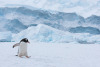 Highland Dunes Gentoo Penguin Walking in Snow in Antarctica Canvas by Elmvilla, 24" x 36" New In Box $199