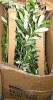 Ebern Designs 8 ft. Artificial Olive Tree with Large White Planter New In Box $299 - 2