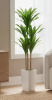 Latitude Run&reg; 4.8 ft Artificial Dracaena Plant in White Planter, Lifelike Tropical Evergreen Tree, Decorative Faux Potted Plant for Home, Living Room, Office, or Indoor/Outdoor Spaces New In Box $199