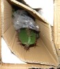 Primrue Faux 36 inch freestanding Cactus in Gray Pot New in Box $199 - 2