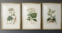 Canora Grey Antique Turpin Botanical I -Custom Framed Premium Print W Matt - 3 Pieces, 20" x 30" New in Box $299