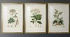Canora Grey Antique Turpin Botanical I -Custom Framed Premium Print W Matt - 3 Pieces, 20" x 30" New in Box $299