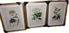 Canora Grey Antique Turpin Botanical I -Custom Framed Premium Print W Matt - 3 Pieces, 20" x 30" New in Box $299 - 2