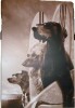Trinx Ketti Surfing Dogs Canvas, 32" x 46" New In Box $199 - 2