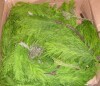 AllModern 72" Real Touch Cedar and Norfolk Pine Garland New In Box $199 - 2