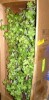 D & W Silks 84'' Faux Star Leaf Tree Tree in Metal Planter New Shelf Pull $299 - 2