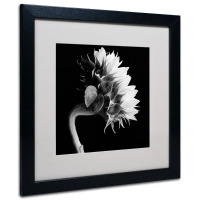 Ebern Designs "Sunflower" by Michael Harrison Canvas, 16" x 16" New Shelf Pull $199