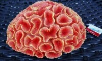 Petco Essentials Aquatic Decor Pess Brain Artificial Coral ~ Aquarium Ornament New