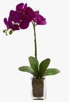 Mercer41 Orchid Arrangement in Vase / Latitude Run&reg; 4-Piece Rustic 7-inch Artificial Eucalyptus Plants With Handwoven Seagrass Planters New In Box Assorted $199