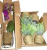 Mercer41 Orchid Arrangement in Vase / Latitude Run&reg; 4-Piece Rustic 7-inch Artificial Eucalyptus Plants With Handwoven Seagrass Planters New In Box Assorted $199 - 2
