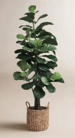Joss & Main 6 ft. Fiddle Leaf Fig Tree with Basket New $299