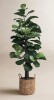Joss & Main 6 ft. Fiddle Leaf Fig Tree with Basket New $299