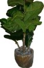 Joss & Main 6 ft. Fiddle Leaf Fig Tree with Basket New $299 - 2